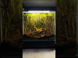 Natural Black Water Fish Tank • Day 295 #aquarium #fishtank #naturalaquarium