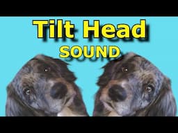 Sounds That Tilt a Dogs Head ~ Sounds Dogs Love