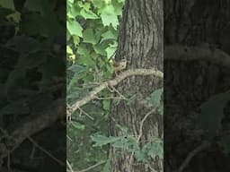 please help- What kind of bird is this?  #summeronshorts