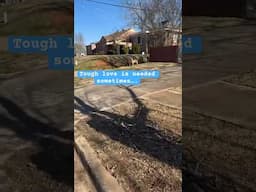 Woman gives random dogs some tough street love!!! WWYD?! #dogs #funny
