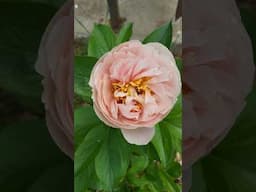 Nelda's Joy Peony Blooms!