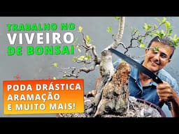 Trabalho de Hoje no Viveiro de Bonsai