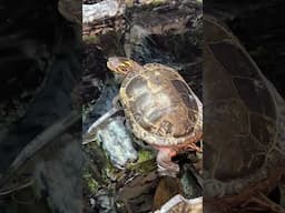 Everyone Loves Turtles #turtle