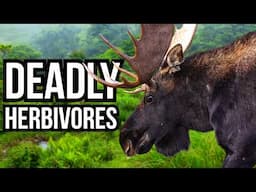 Ranking All 7 Continents By Their Deadliest Herbivore - From Least Deadly To Deadliest