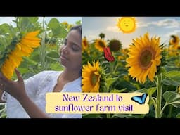 NewZealand lo sunflower 🌻 farm visit #gardentour #farming