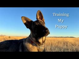 The First 6 Essential Commands I Taught My Puppy for Hiking Adventures