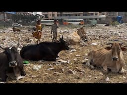 🇮🇳🐄 HOLY COWS & RUBBISH, SACRED YET STRUGGLING: LIFE OF INDIA'S STREET COWS, 4K HDR