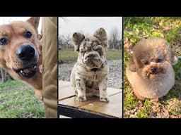 Cute and funny DOGS.🐶 And Some Just Interesting Moments.🐶Videos🔶 Сompilation # 18🔶