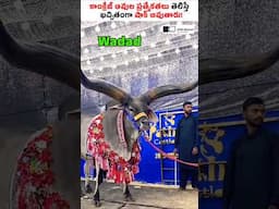 కాంక్రేజ్ ఆవుల ప్రత్యేకత ఏమిటో మీకు తెలుసా? #shorts #farming #sirishakandula