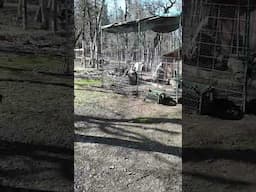 WILD VS DOMESTIC TURKEY
