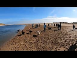 LABRADORS of ABERDEEN and ABERDEENSHIRE MEET 6 APRIL 25