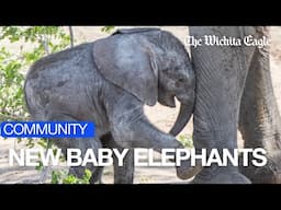 First Outing: Baby Elephants at Kansas Zoo Meet the Public