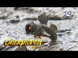 Only the strongest & fittest survive in the ever-changing mangrove of Hainan | China Documentary