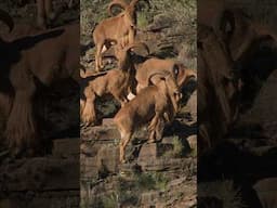 Northern Cape Aoudad | South Africa