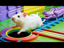 The World of Hamster Mazes✨ - Hamster Cute pets Maze #hamsterescape #mazediytraps #71