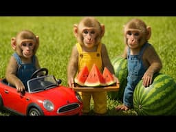 Smart monkey Bim Bim saves baby monkey Obi who is trapped and enjoys delicious watermelons