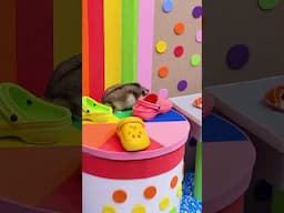 Hamsters on the Crocs Factory Obstacle Course 🐹 Homura Ham Pets