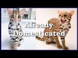 Leopard Cats Not Domesticated? Science Says Otherwise.