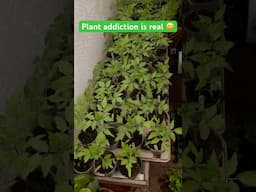 Yes Plant Addiction Is Real !! Growing Too Much In The Greenhouse #gardening #shortvideo #plants