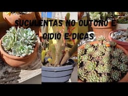 TOUR SUCULENTAS NO OUTONO E CUIDANDO DE OIDIO