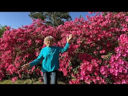I have the most beautiful azaleas 🌺 In my yard
