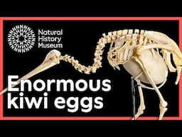 Why is the kiwi egg so big? | Surprising Science
