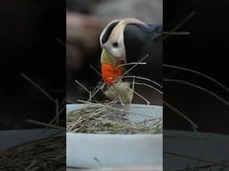 🐧 Puffins Nesting at the Georgia Aquarium! Take an Up-Close Look at These Adorable Seabirds! 🐣