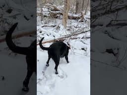 Good boy Tripper!