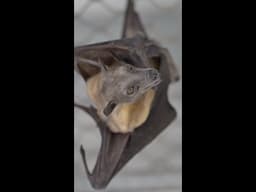 Bat Appreciation Day