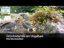Grünfinken am Vogelbad