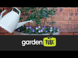 How to care for your container gardens