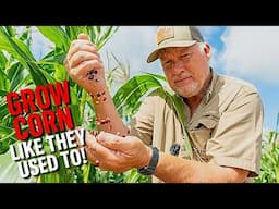 Growing Heirloom Corn | Best Tips