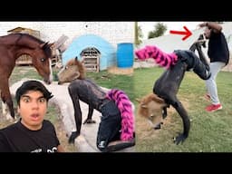 Viras Ny Javed Ko Donkey Bana Dea 😨 Sab Ko Marna Laga Pagal