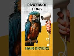 Using Hair Dryer for Parrots? | The Hidden Danger of Hair Dryers for Birds!