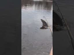 Fly like an Eagle #catchingdinos #3riversfishingadventures