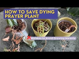 How to Save Dying Prayer Plant  | Mistakes to Avoid Growing Maranta