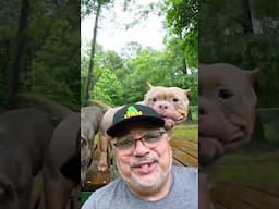Breeder Talk, Loose Blood = Heterozygousity = Scatter Beeeding #qbnkennel #americanbully #puppy