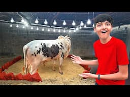 I Made Luxury House for My Cow !