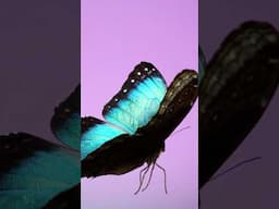 Blue morpho butterflies & their brilliant colors! #insects #butterfly #entomology