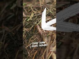 🌲How to harvest spruce root🌲