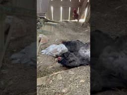 How chickens take a bath to stay healthy!🛁🐓 #homestead #chickens #country