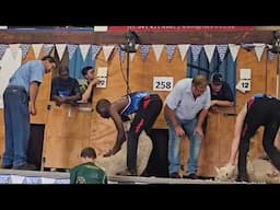 WATCH | Sheep Shearing: Six of the best heading to world championship