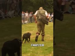 Dog Walking Engage, Don't Just Walk!