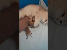 Cute baby cats say hi everyone 😍😍😻