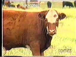 San Luis Valley (Cattle Mutilations)