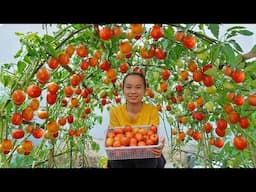 Why didn’t I know this tomato growing method sooner – Big, juicy, and overflowing with fruits!