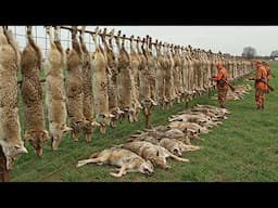 The Coyote Crisis EXPOSED 💥 4.7 Million Hungry Predators Threatening Our Farms