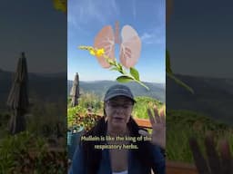 A Little Bit About Mullein and Nettles