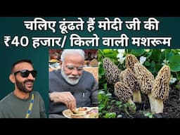 Modi got trolled because of This costliest Mushroom in the world || Guchhi