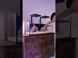 Aquascaping our SPS reef tank!